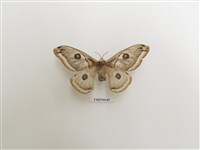 藏品(四黑目天蠶蛾)的圖片